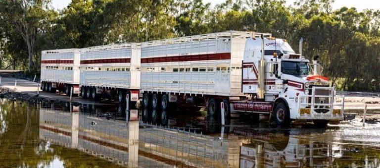 Corfield Livestock 2 768x339