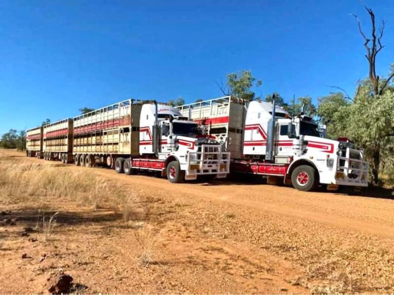 Corfield Livestock 4 768x576